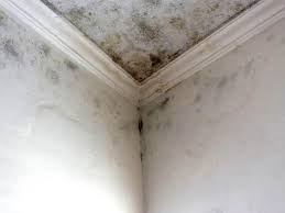 Mold Prevention & Removal